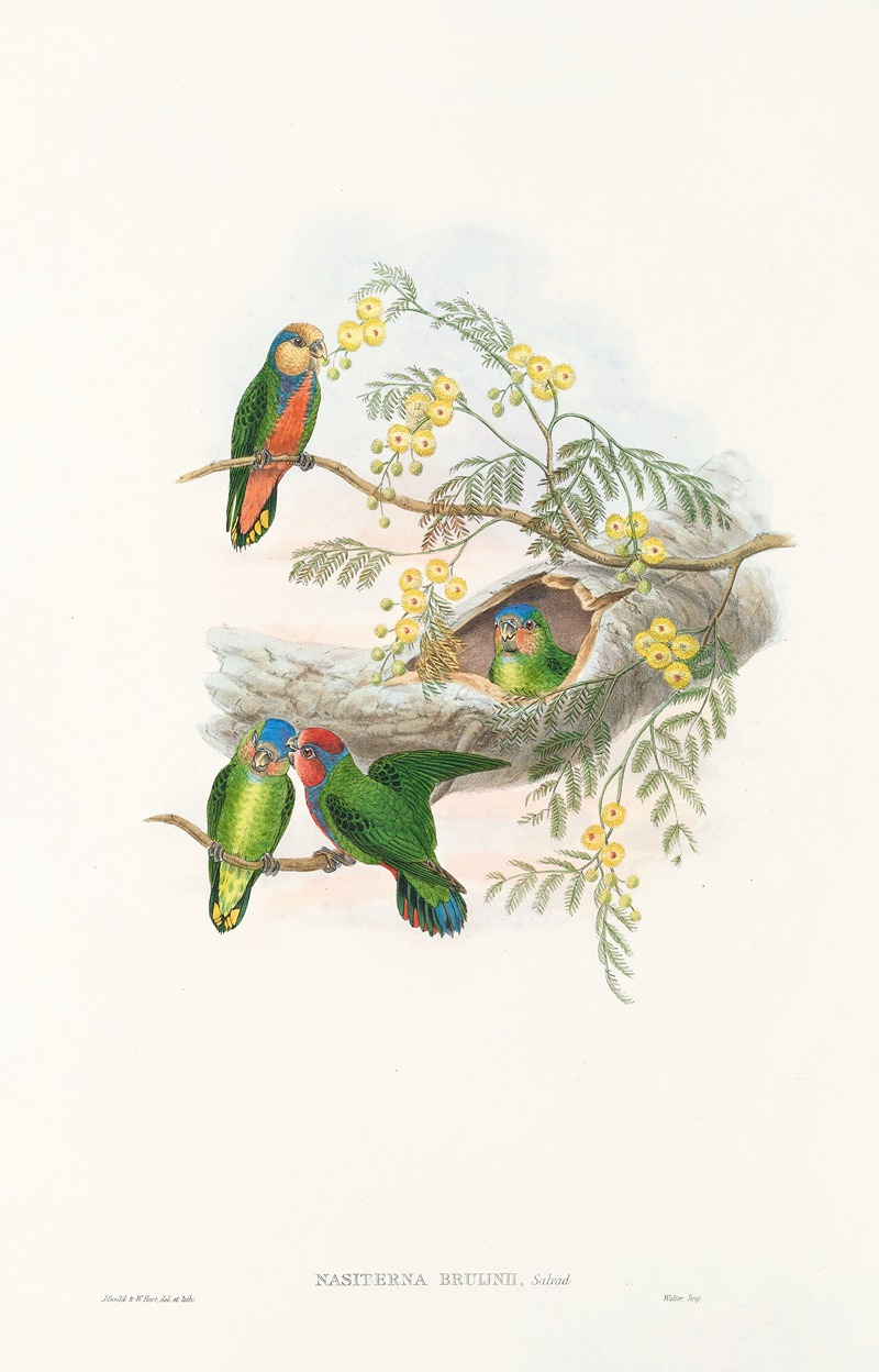 John Gould - The Birds of New Guinea and the adjacent Papuan islands Pl.24
