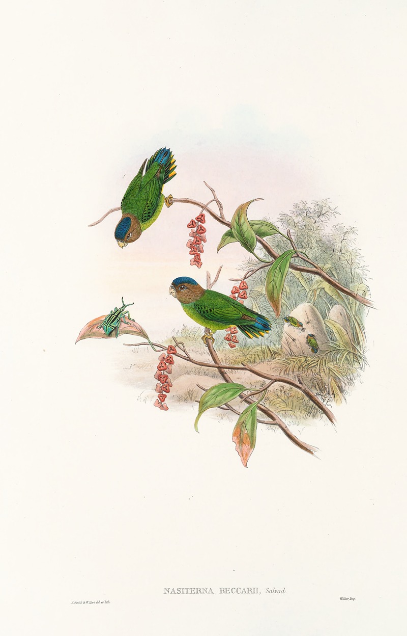 John Gould - The Birds of New Guinea and the adjacent Papuan islands Pl.25