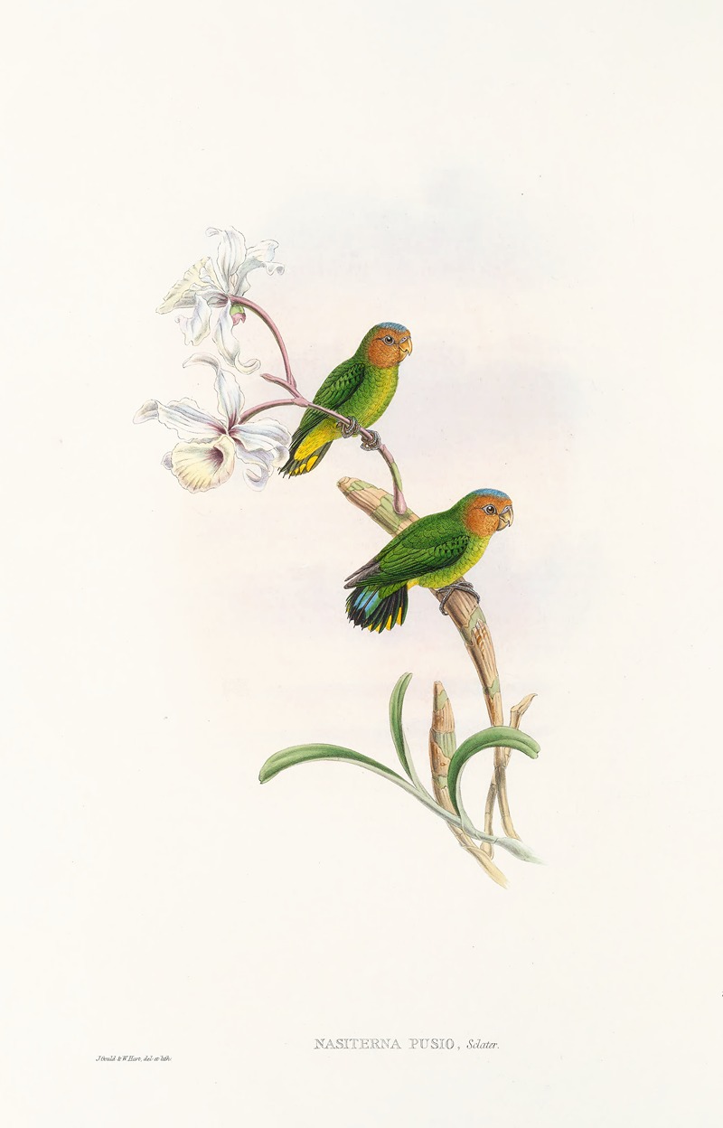John Gould - The Birds of New Guinea and the adjacent Papuan islands Pl.26