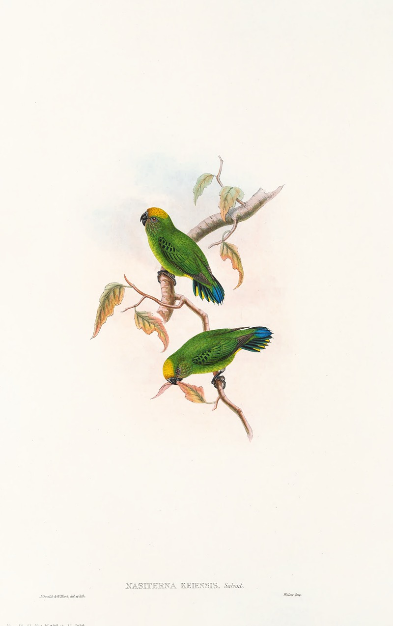 John Gould - The Birds of New Guinea and the adjacent Papuan islands Pl.27