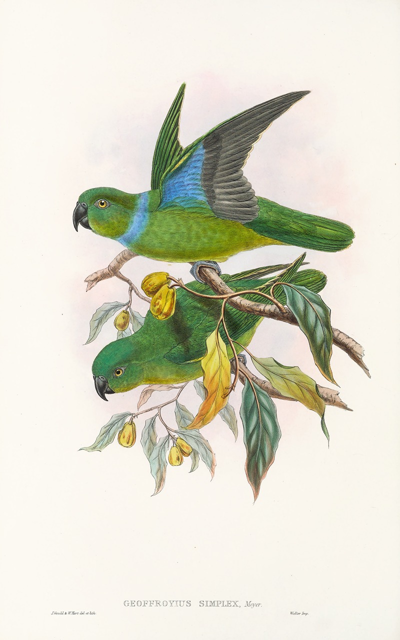 John Gould - The Birds of New Guinea and the adjacent Papuan islands Pl.29