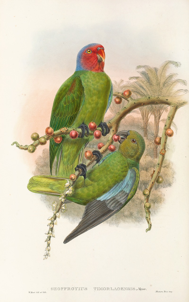 John Gould - The Birds of New Guinea and the adjacent Papuan islands Pl.30