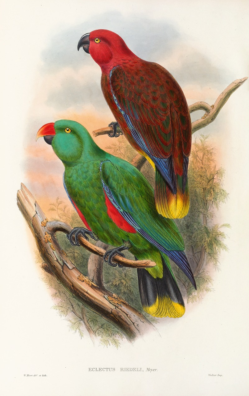 John Gould - The Birds of New Guinea and the adjacent Papuan islands Pl.32