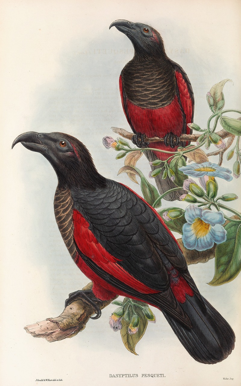 John Gould - The Birds of New Guinea and the adjacent Papuan islands Pl.33