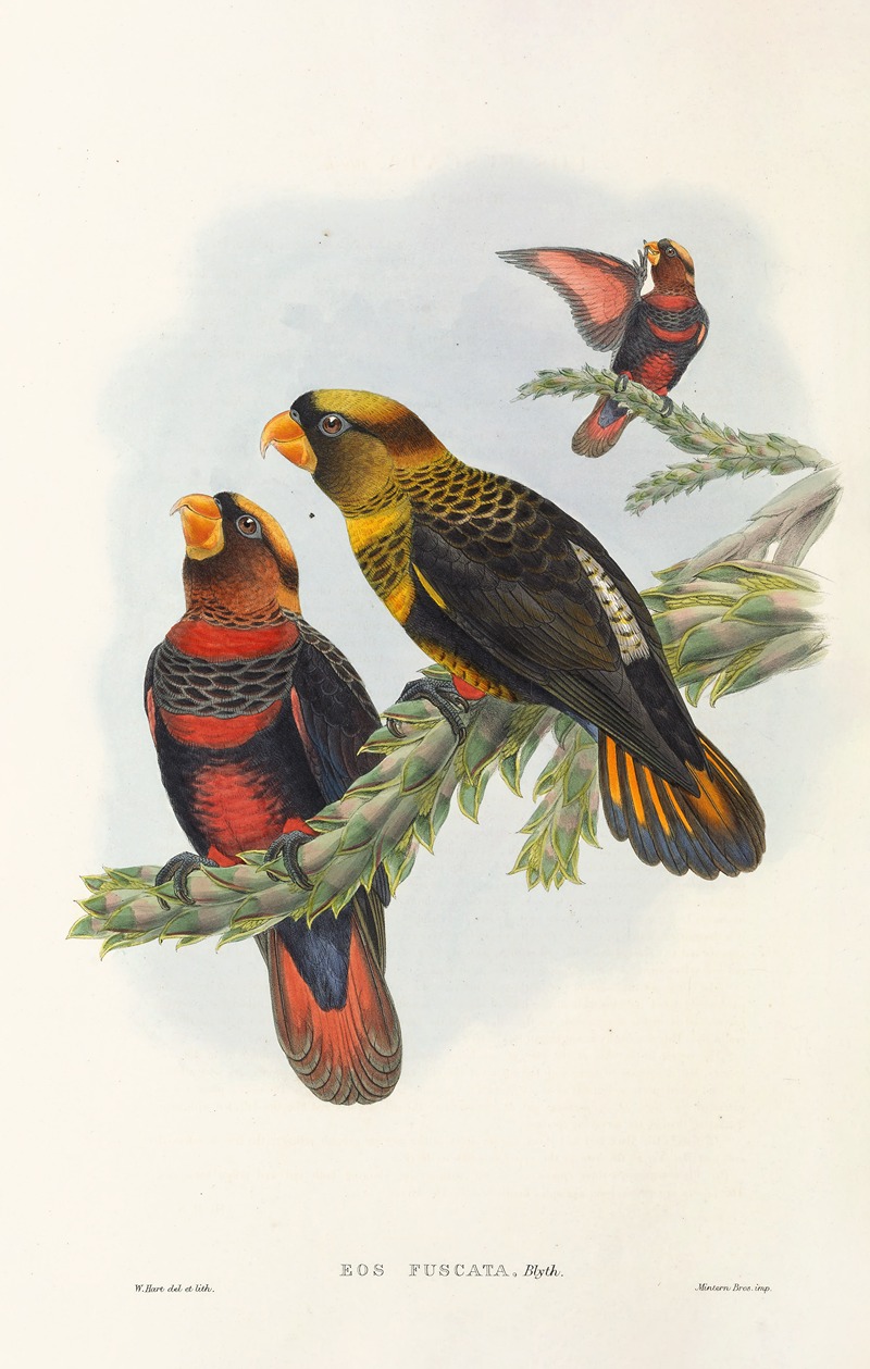 John Gould - The Birds of New Guinea and the adjacent Papuan islands Pl.34