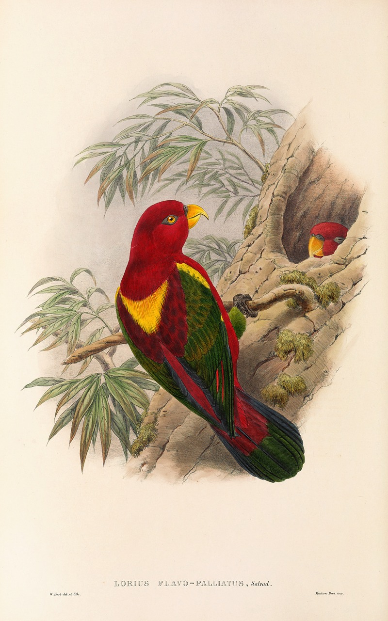 John Gould - The Birds of New Guinea and the adjacent Papuan islands Pl.36