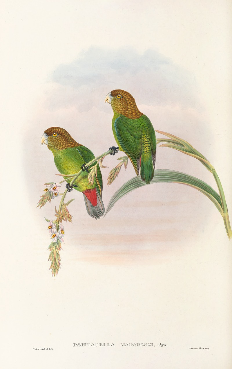 John Gould - The Birds of New Guinea and the adjacent Papuan islands Pl.40
