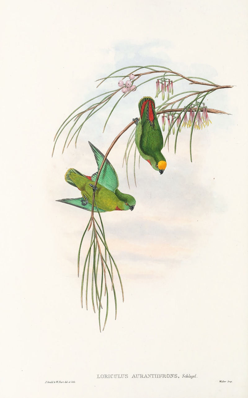 John Gould - The Birds of New Guinea and the adjacent Papuan islands Pl.43