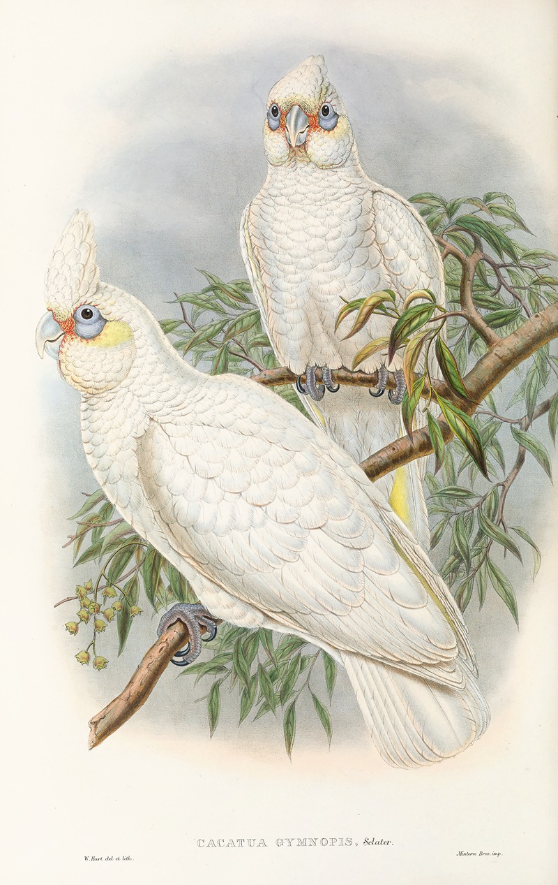 John Gould - The Birds of New Guinea and the adjacent Papuan islands Pl.46