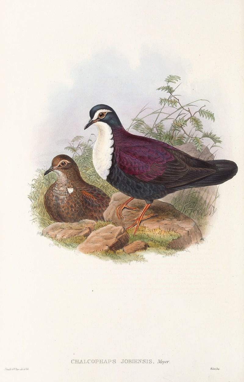 John Gould - The Birds of New Guinea and the adjacent Papuan islands Pl.48