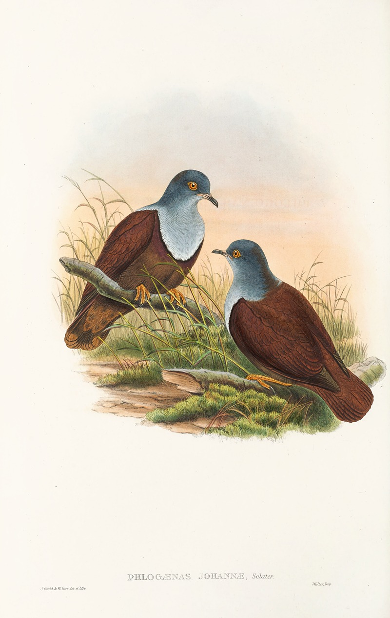 John Gould - The Birds of New Guinea and the adjacent Papuan islands Pl.49