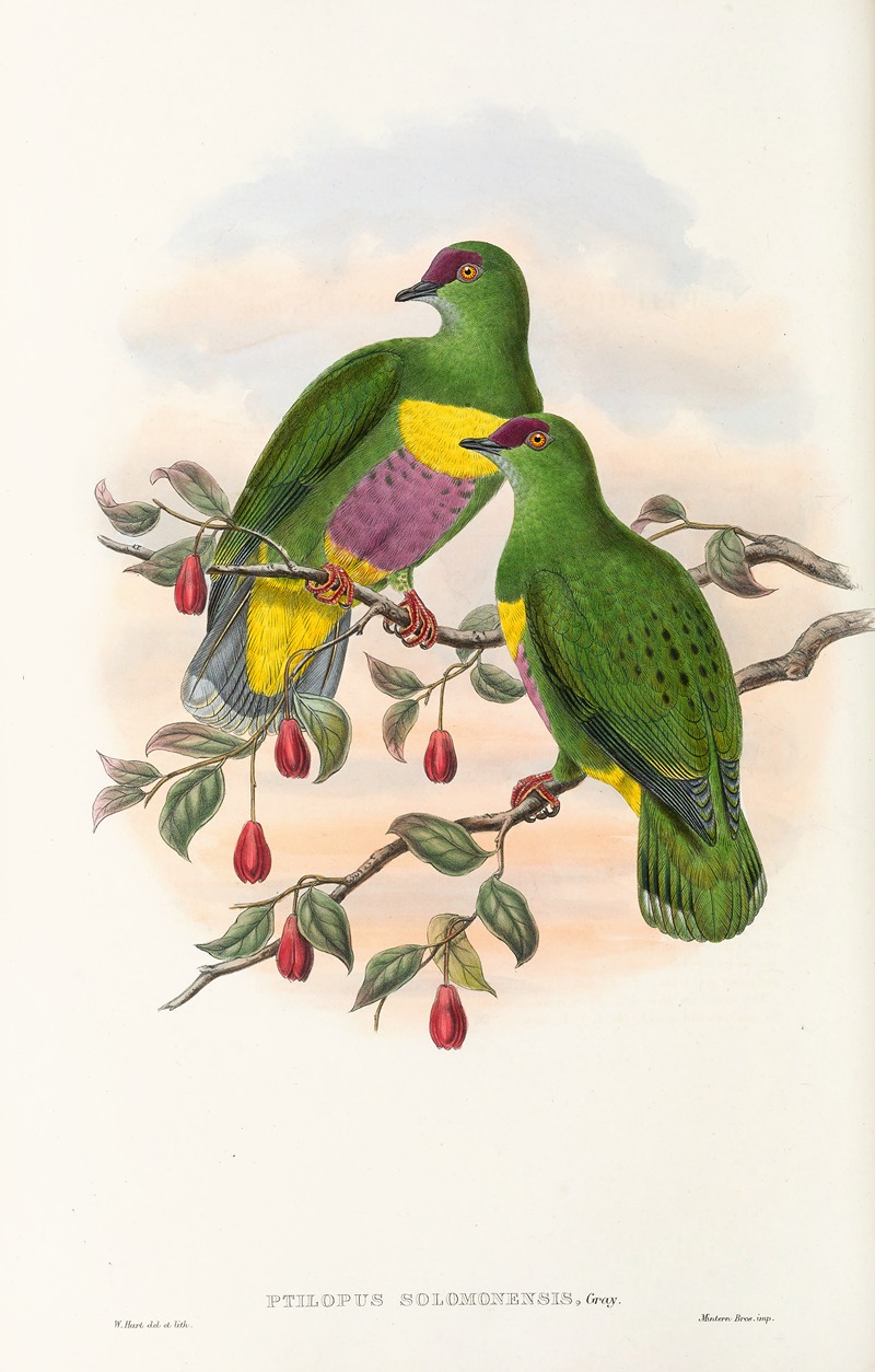 John Gould - The Birds of New Guinea and the adjacent Papuan islands Pl.52
