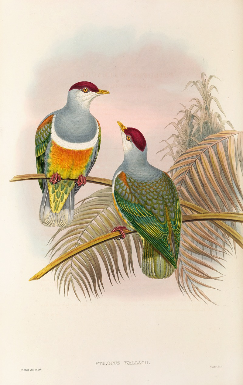 John Gould - The Birds of New Guinea and the adjacent Papuan islands Pl.55