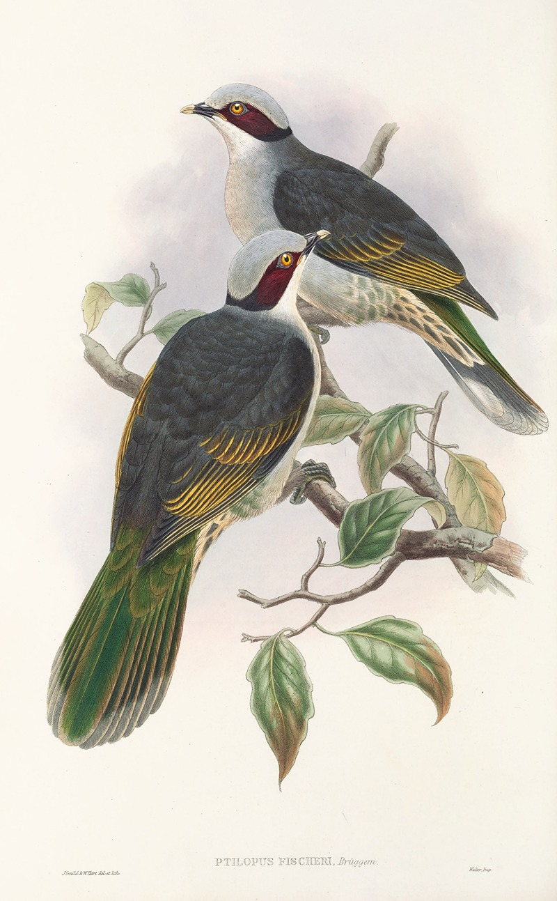 John Gould - The Birds of New Guinea and the adjacent Papuan islands Pl.56