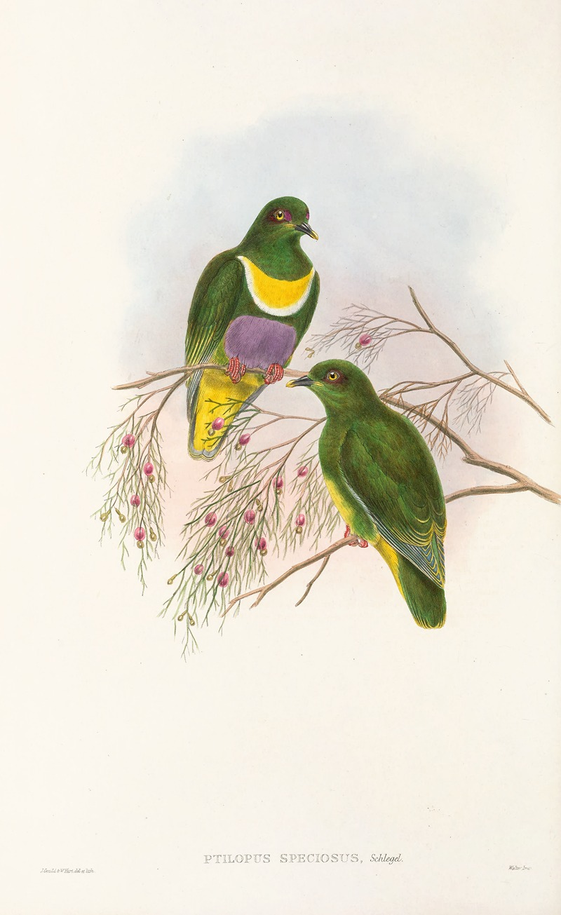 John Gould - The Birds of New Guinea and the adjacent Papuan islands Pl.57