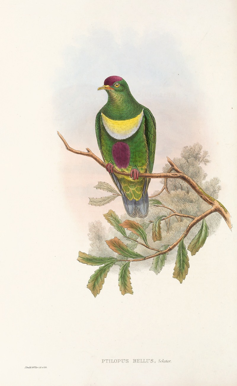 John Gould - The Birds of New Guinea and the adjacent Papuan islands Pl.58