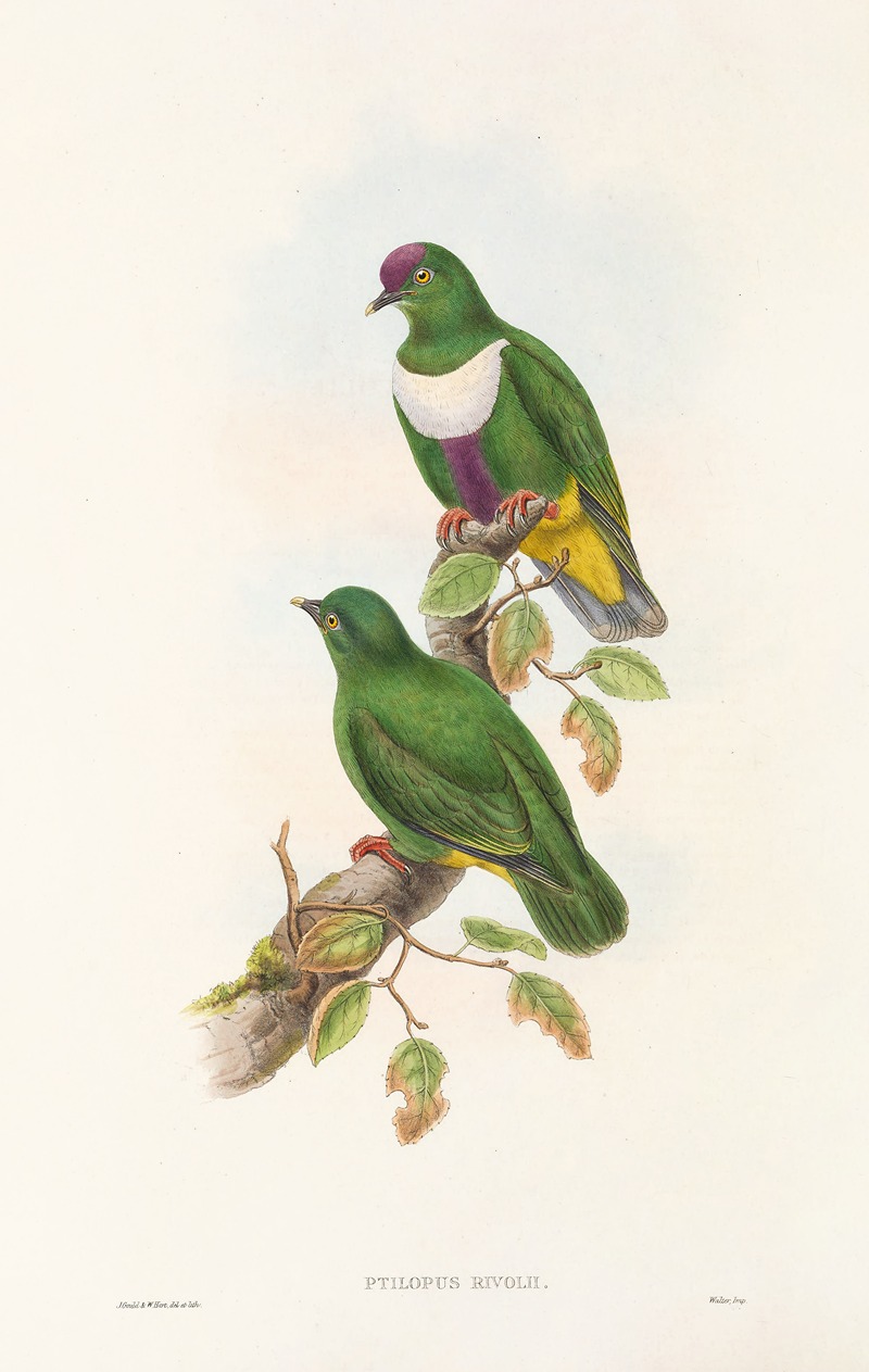 John Gould - The Birds of New Guinea and the adjacent Papuan islands Pl.59