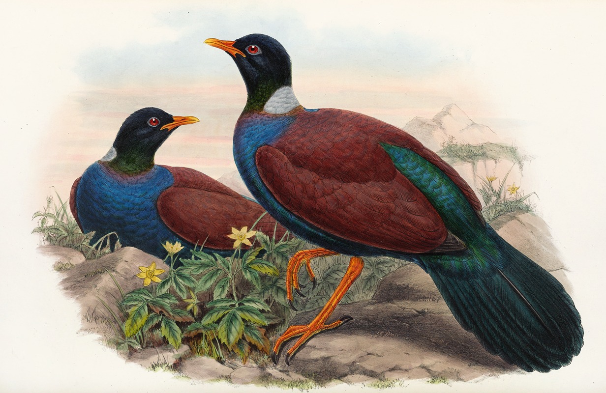 John Gould - The Birds of New Guinea and the adjacent Papuan islands Pl.61