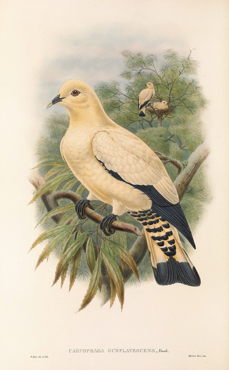 John Gould - The Birds of New Guinea and the adjacent Papuan islands Pl.66