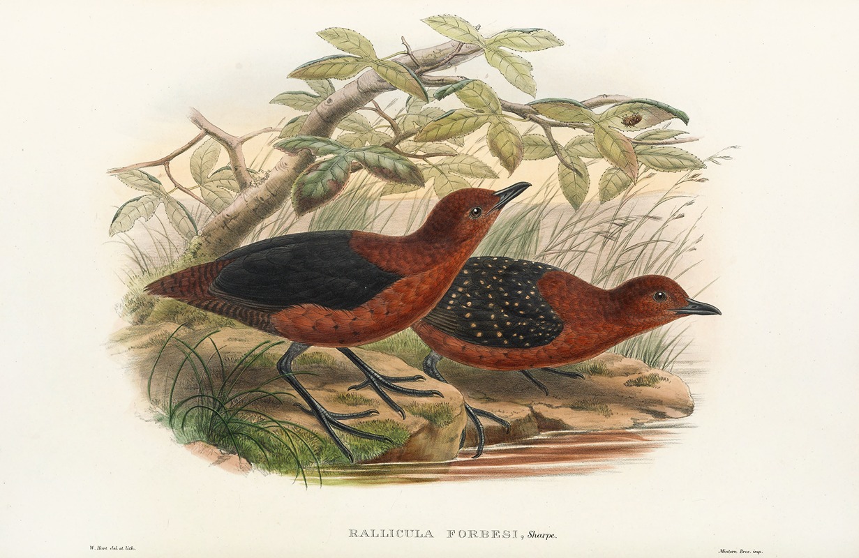 John Gould - The Birds of New Guinea and the adjacent Papuan islands Pl.70