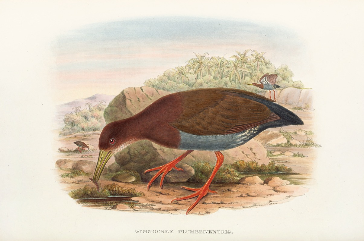 John Gould - The Birds of New Guinea and the adjacent Papuan islands Pl.71