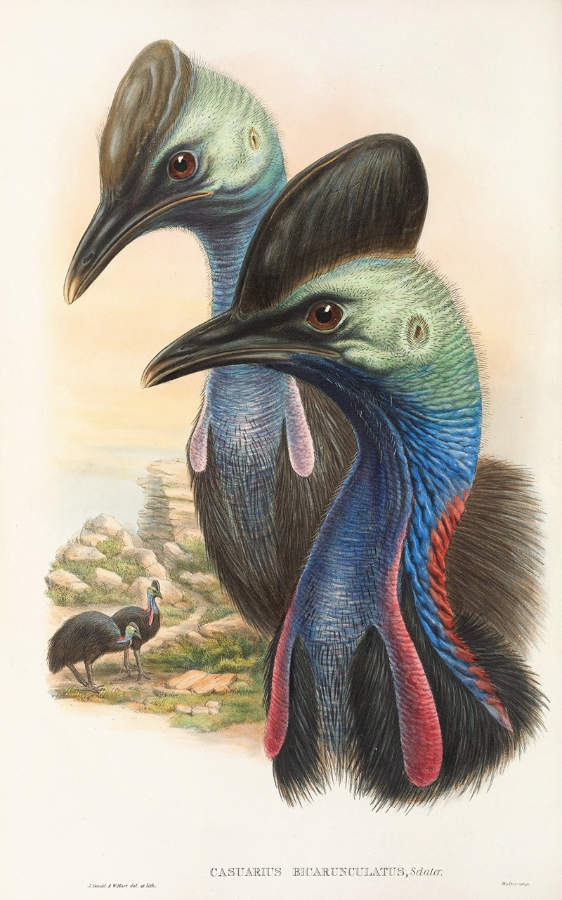 John Gould - The Birds of New Guinea and the adjacent Papuan islands Pl.73