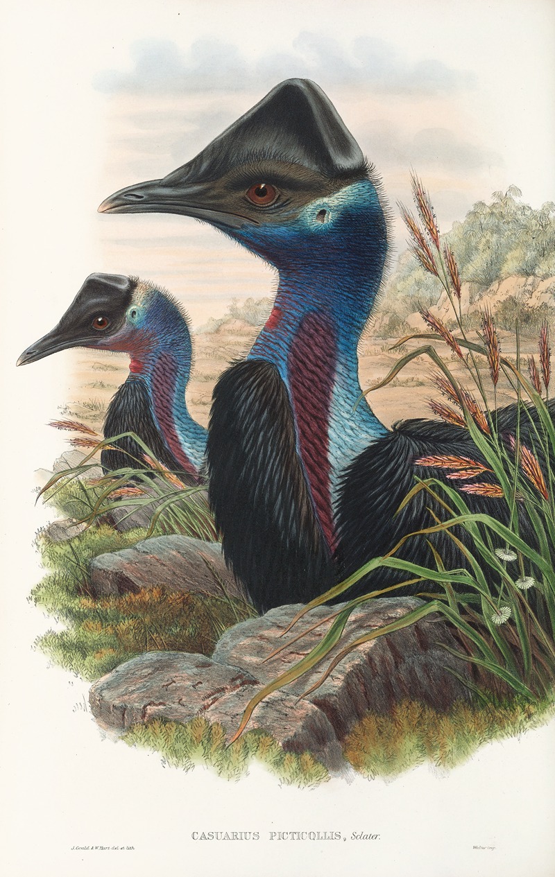 John Gould - The Birds of New Guinea and the adjacent Papuan islands Pl.74