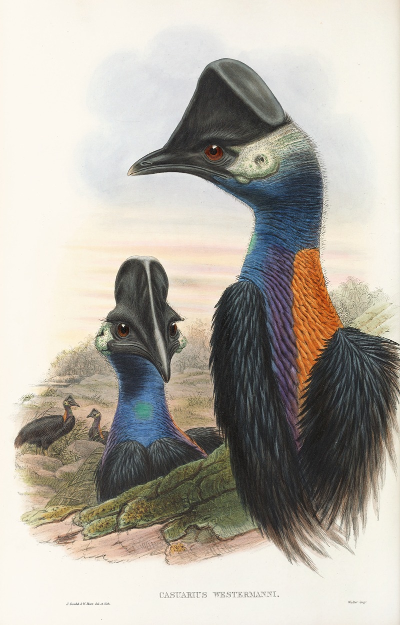 John Gould - The Birds of New Guinea and the adjacent Papuan islands Pl.75