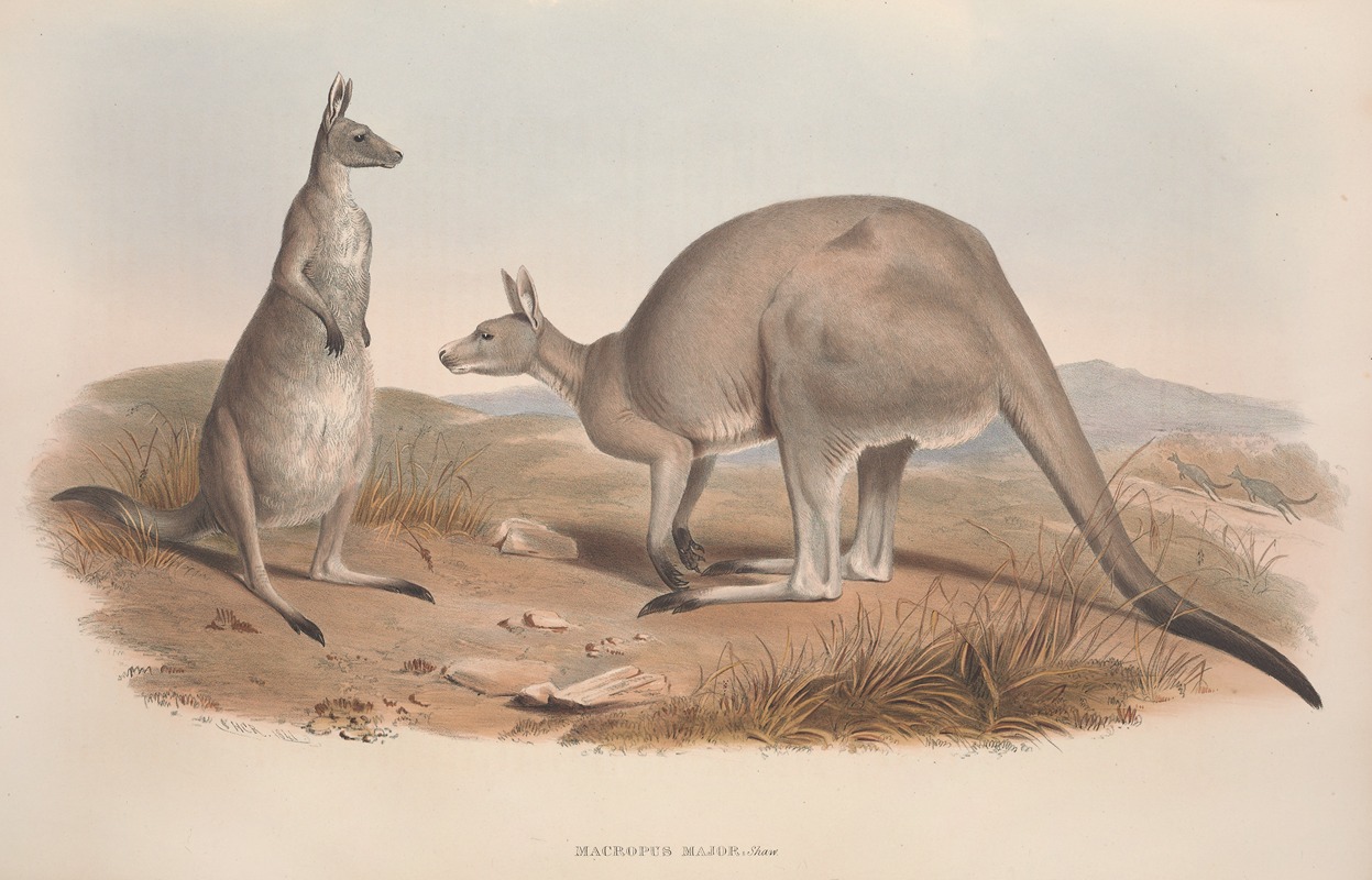 John Gould - A monograph of the Macropodidae, or family of kangaroos Pl.01