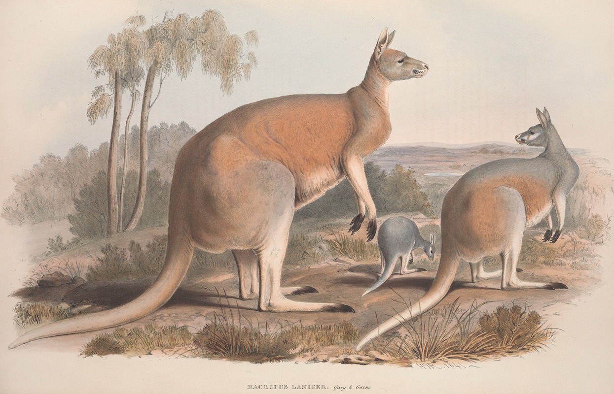 John Gould - A monograph of the Macropodidae, or family of kangaroos Pl.02