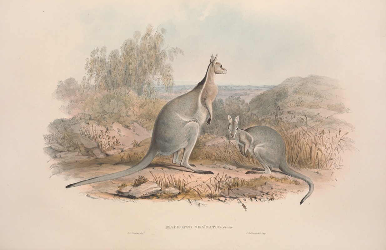 John Gould - A monograph of the Macropodidae, or family of kangaroos Pl.03
