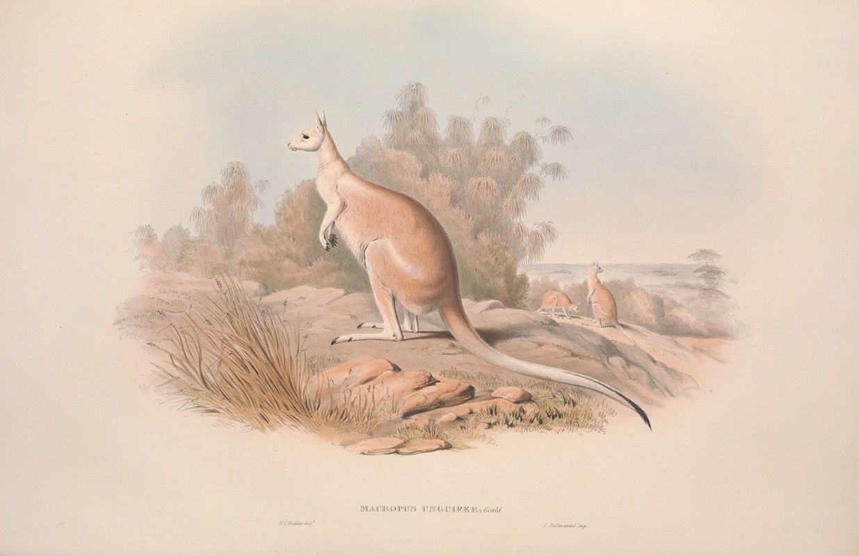 John Gould - A monograph of the Macropodidae, or family of kangaroos Pl.04