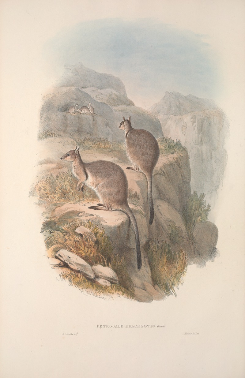 John Gould - A monograph of the Macropodidae, or family of kangaroos Pl.06