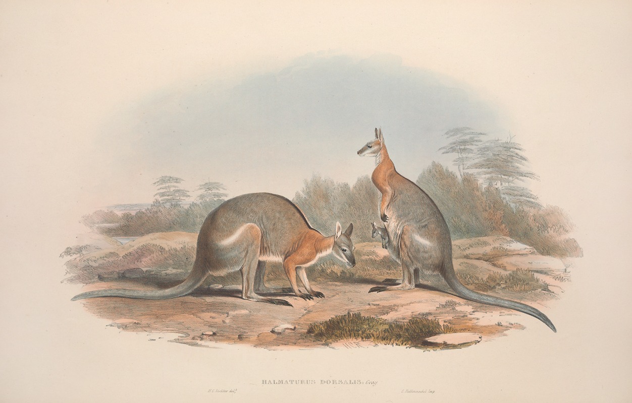 John Gould - A monograph of the Macropodidae, or family of kangaroos Pl.08