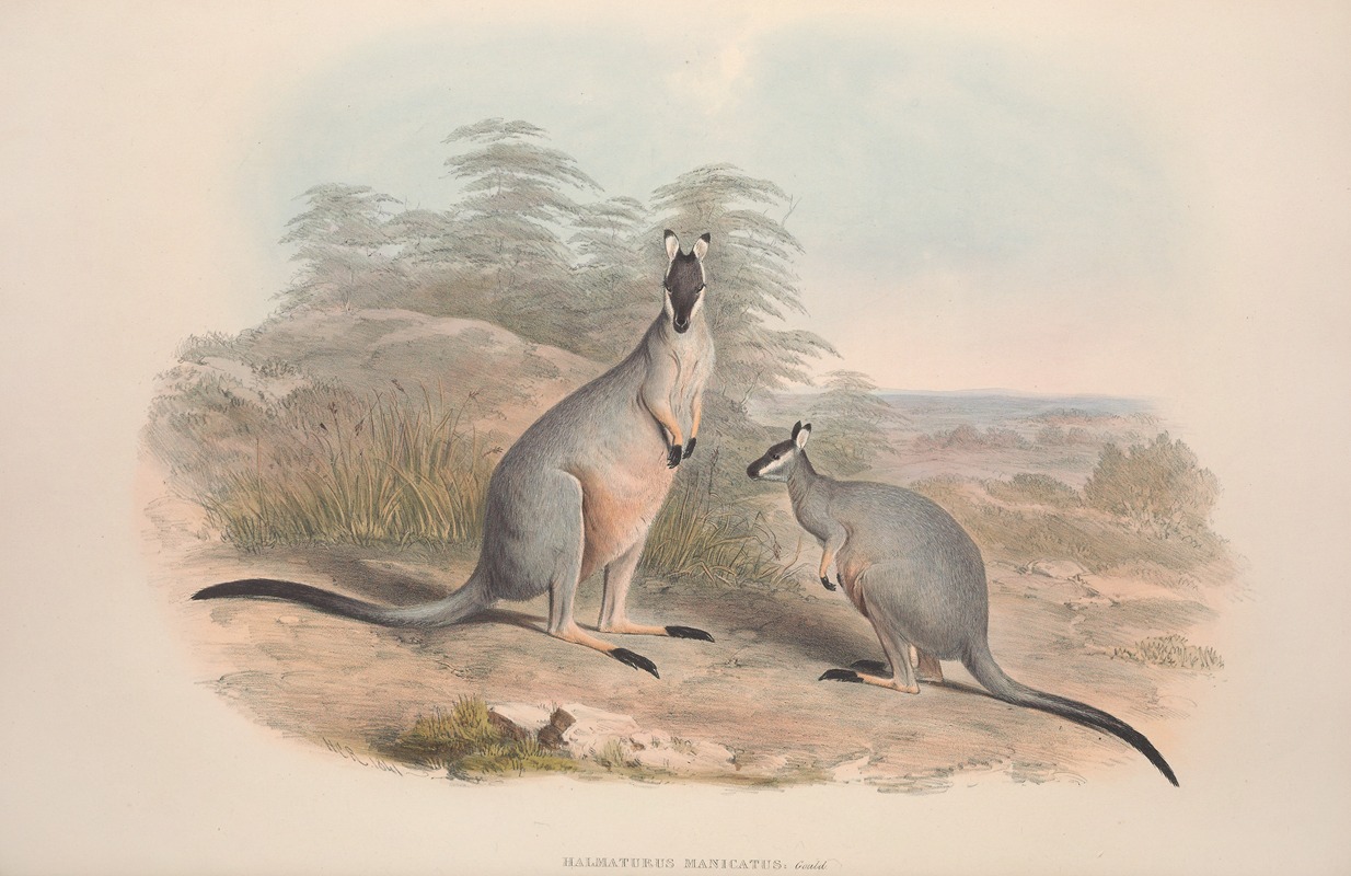 John Gould - A monograph of the Macropodidae, or family of kangaroos Pl.09