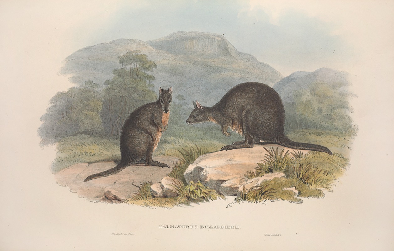John Gould - A monograph of the Macropodidae, or family of kangaroos Pl.10