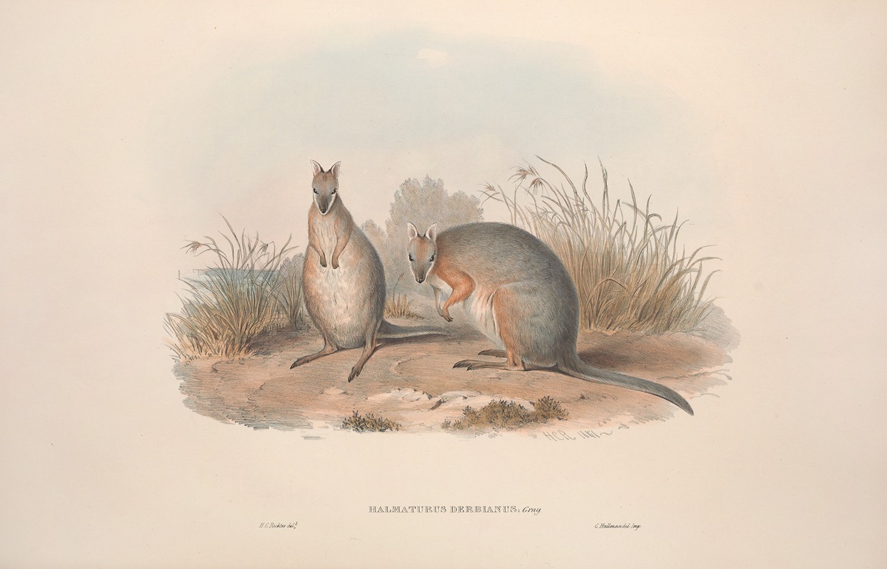 John Gould - A monograph of the Macropodidae, or family of kangaroos Pl.11