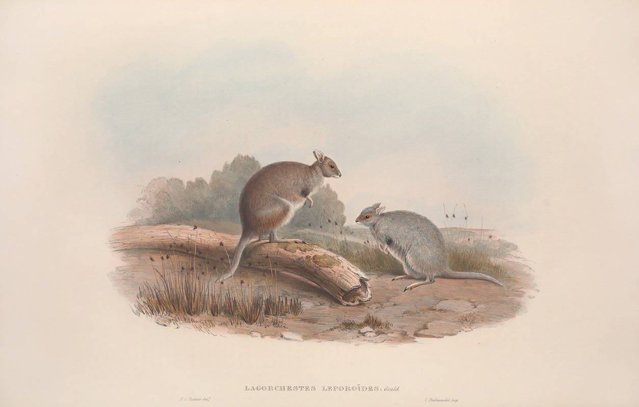 John Gould - A monograph of the Macropodidae, or family of kangaroos Pl.12