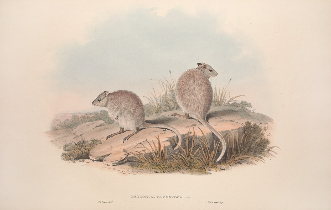 John Gould - A monograph of the Macropodidae, or family of kangaroos Pl.13
