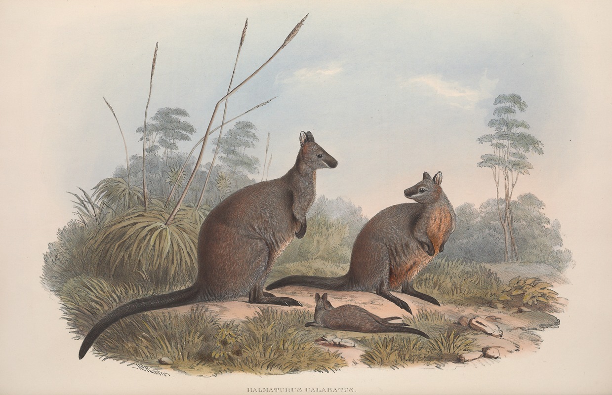 John Gould - A monograph of the Macropodidae, or family of kangaroos Pl.18
