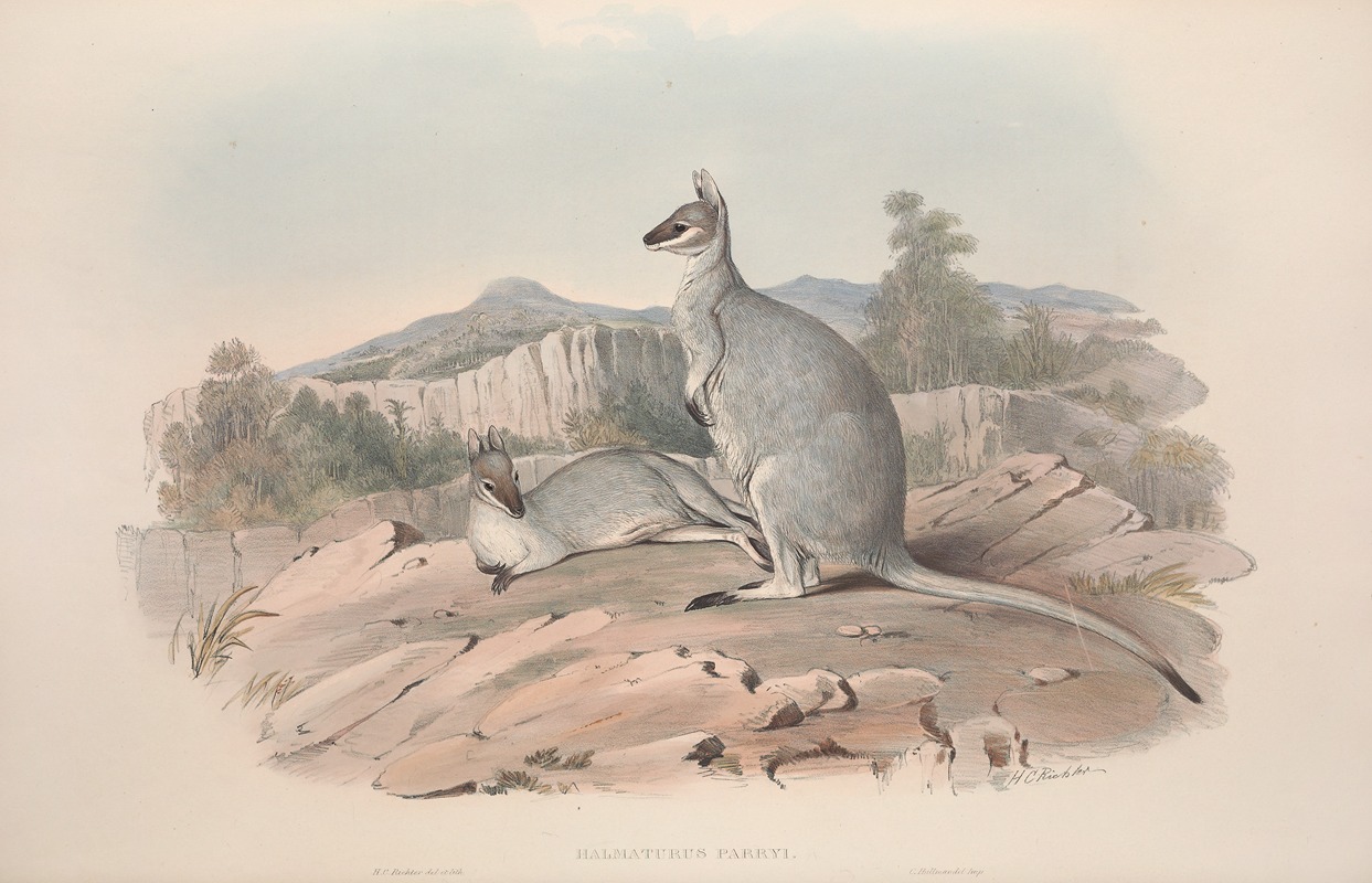 John Gould - A monograph of the Macropodidae, or family of kangaroos Pl.19