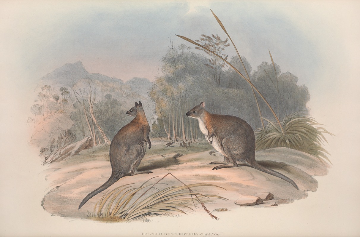 John Gould - A monograph of the Macropodidae, or family of kangaroos Pl.21