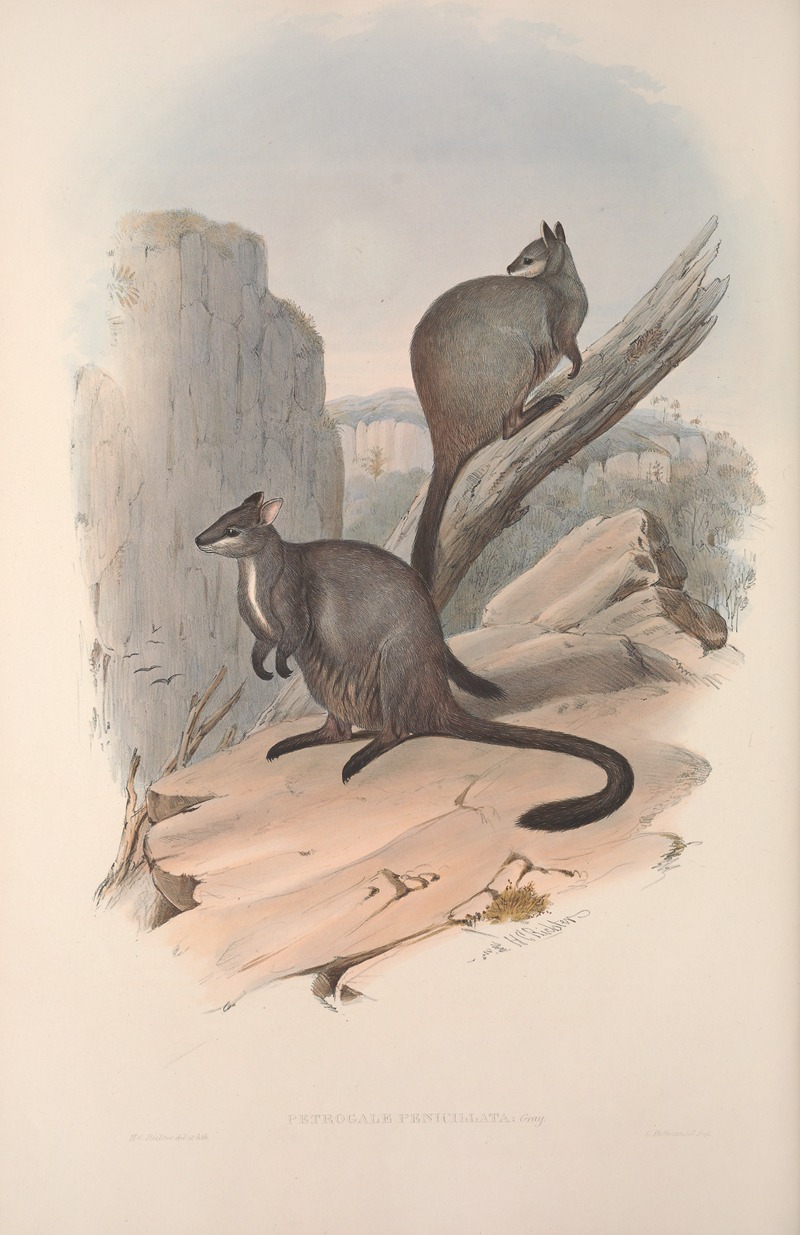 John Gould - A monograph of the Macropodidae, or family of kangaroos Pl.23