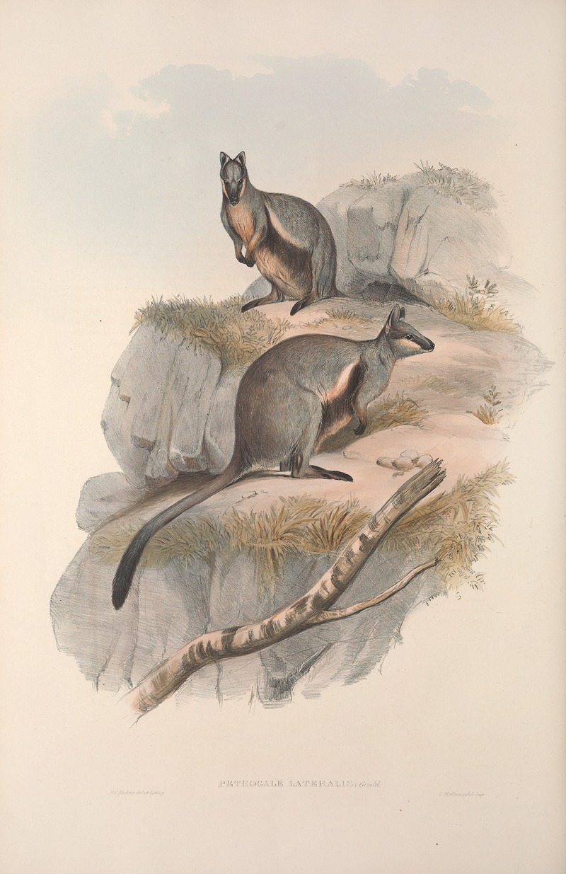 John Gould - A monograph of the Macropodidae, or family of kangaroos Pl.24