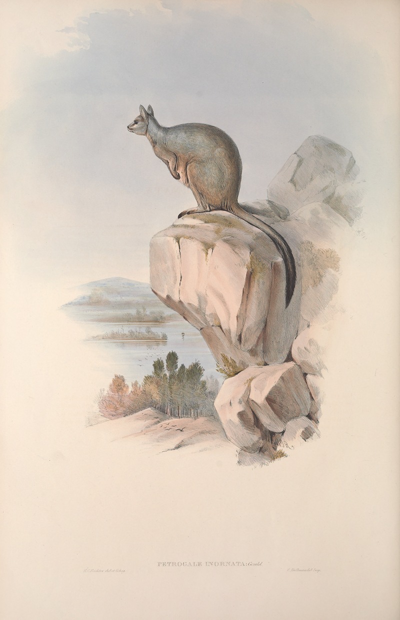 John Gould - A monograph of the Macropodidae, or family of kangaroos Pl.25