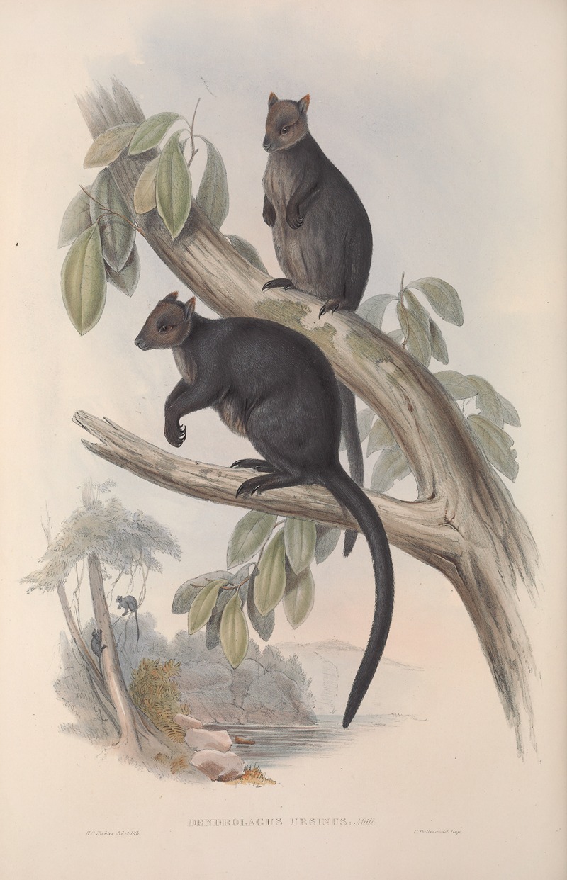 John Gould - A monograph of the Macropodidae, or family of kangaroos Pl.26