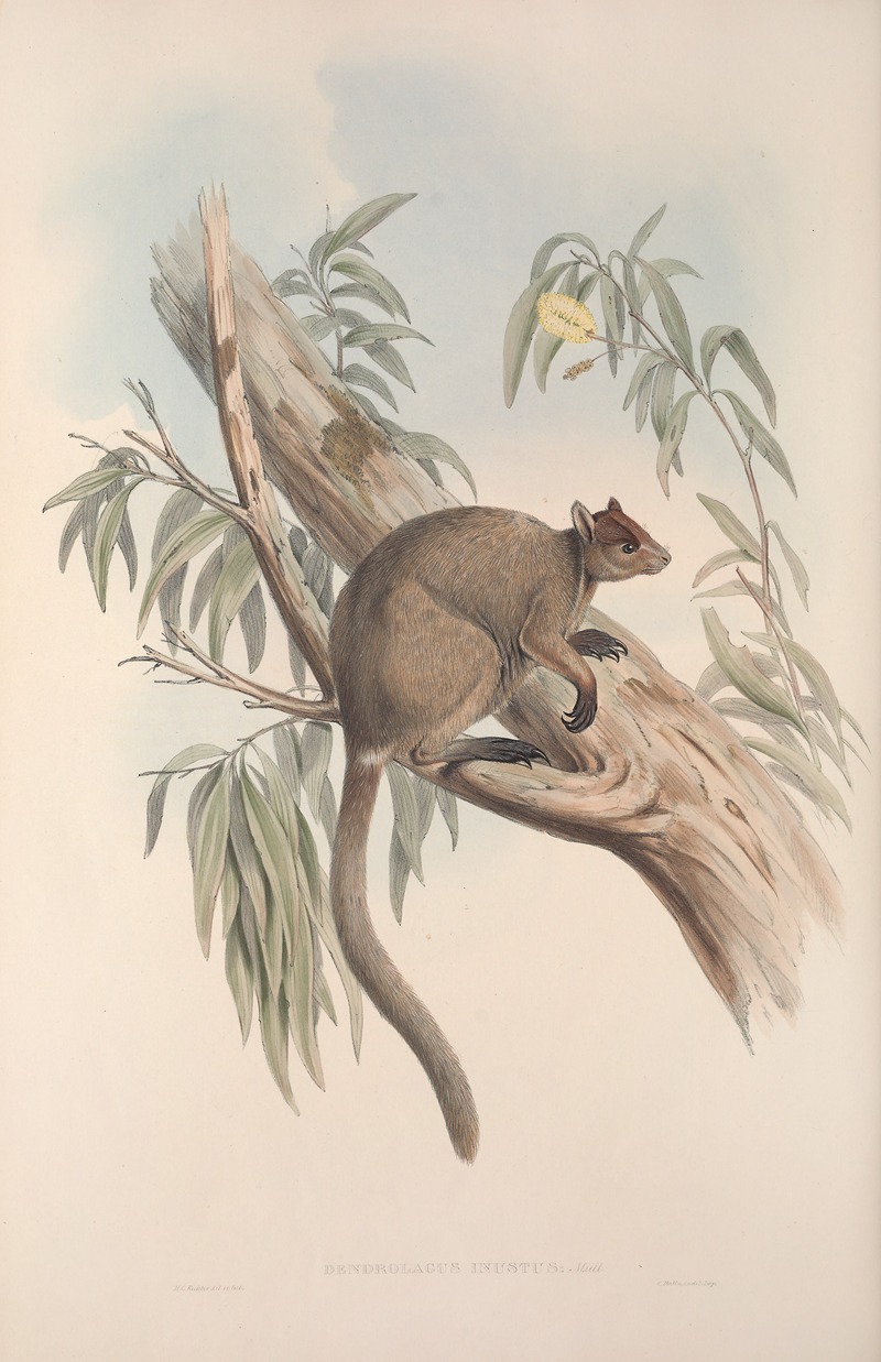 John Gould - A monograph of the Macropodidae, or family of kangaroos Pl.27