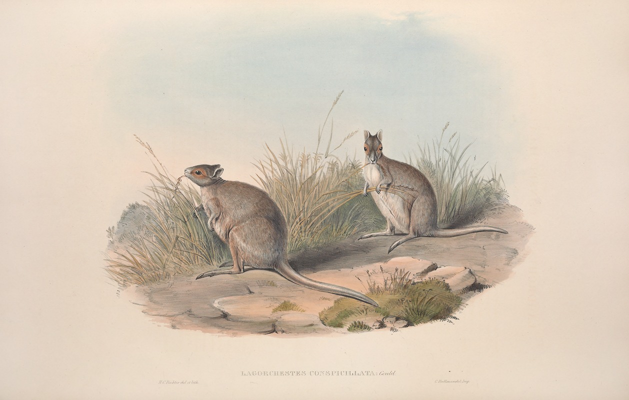 John Gould - A monograph of the Macropodidae, or family of kangaroos Pl.28