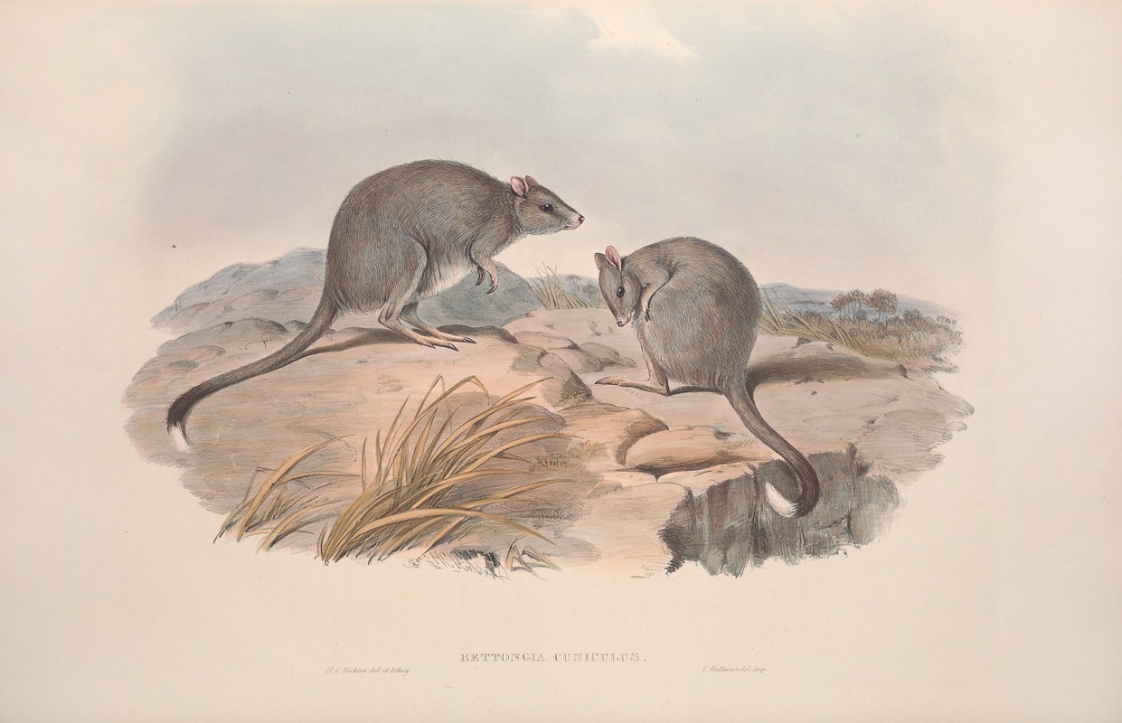 John Gould - A monograph of the Macropodidae, or family of kangaroos Pl.29