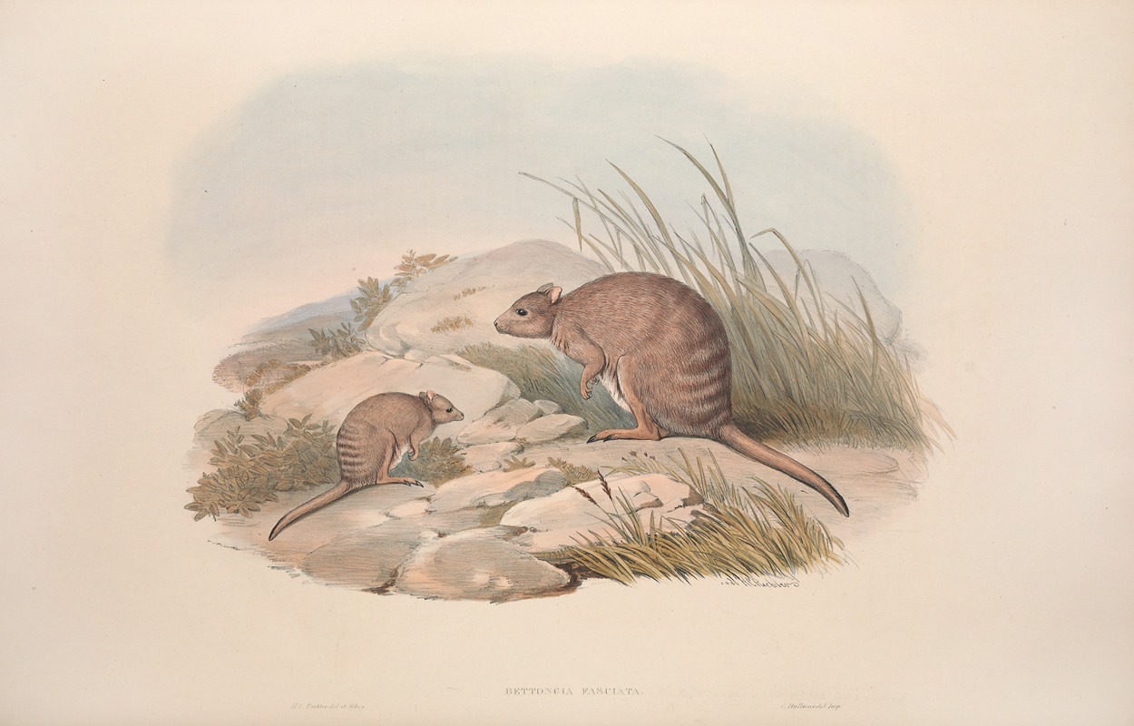 John Gould - A monograph of the Macropodidae, or family of kangaroos Pl.30